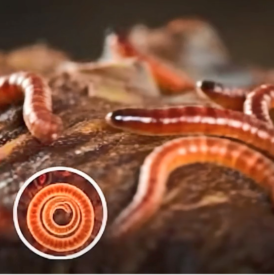 Doctors Alert: Stop Eating These Four Foods Right Away: They're OfTean Linked To Para Sites