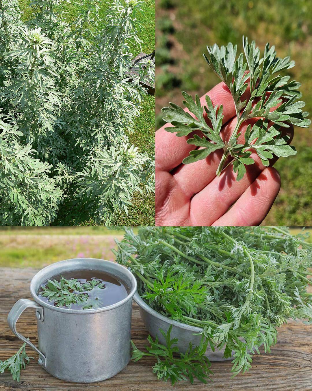 Wormwood: The Ancient Bitter Herb With Surprisingly Modern Benefits HN