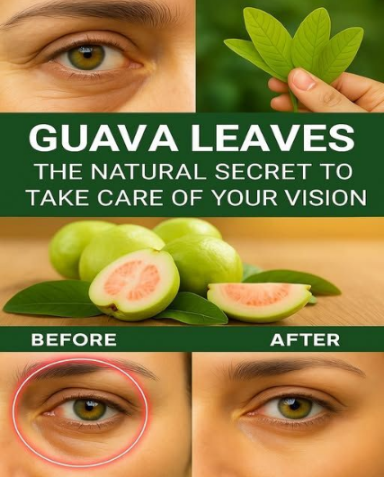 How to use guava for eye care: an amazing natural remedy.. I've included the complete RECIPE and the correct way to use it in the first comment.