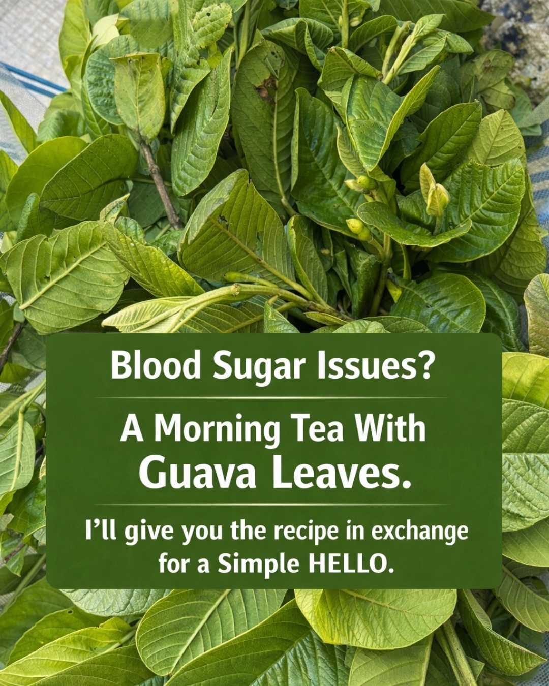 Guava Leaf Tea: Benefits, Properties, and How to Prepare This Powerful Herbal Drink 🌿🍵